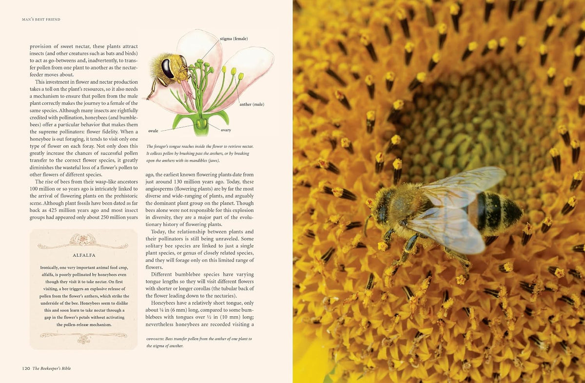 The Reset Honey & Hive Handbook VIP