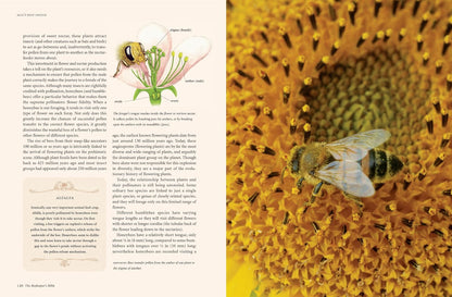 The Reset Honey & Hive Handbook VIP