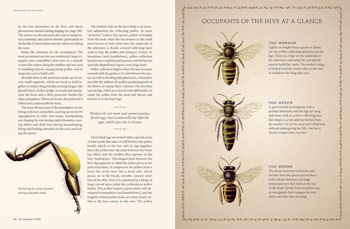 The Reset Honey & Hive Handbook VIP